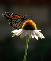 The Monarch and His Friends