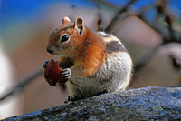 Wildlife